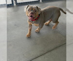 Bulldog-Unknown Mix Dogs for adoption in Las Vegas, NV, USA