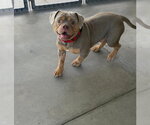 Small Bulldog Mix