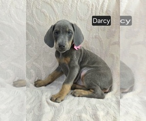 Doberman Pinscher Puppy for sale in POMEROY, OH, USA