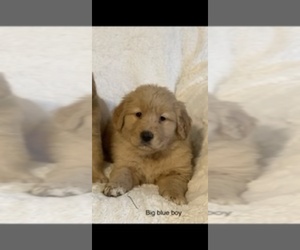 Golden Retriever Puppy for sale in AUBURN, WA, USA