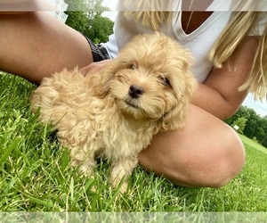 ShihPoo Puppy for sale in ARMADA, MI, USA
