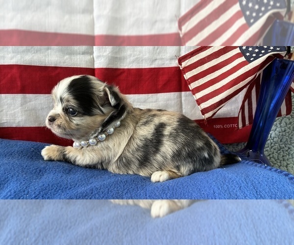 Medium Photo #6 Chihuahua Puppy For Sale in NEWVILLE, PA, USA
