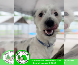 Bichon Frise-Unknown Mix Dogs for adoption in Stroudsburg, PA, USA