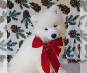 Samoyed Puppy for sale in THORP, WI, USA