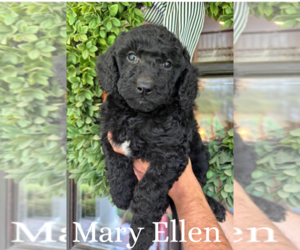 Goldendoodle Puppy for sale in ROCKY MOUNT, NC, USA
