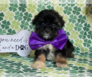 Cavapoo Puppy for sale in LANCASTER, PA, USA