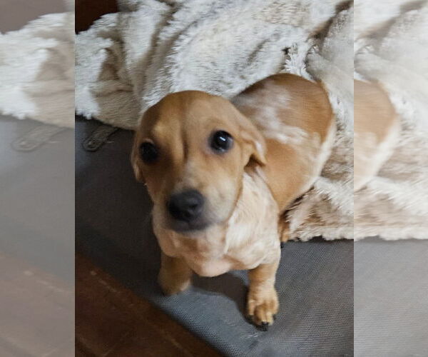 Medium Photo #3 Dachshund Puppy For Sale in Tracy City, TN, USA