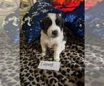Puppy Tiffany Saint Bernard
