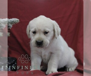 Labrador Retriever Puppy for sale in BLAIN, PA, USA