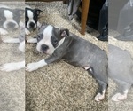 Small Photo #22 Boston Terrier Puppy For Sale in PRAIRIE DU SAC, WI, USA
