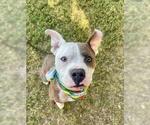 MR PIBB - Male Mutt Dog for Adoption - Small photo