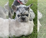 Small Photo #7 French Bulldog Puppy For Sale in ABSECON, NJ, USA