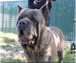 Father of the Cane Corso puppies born on 06/03/2022