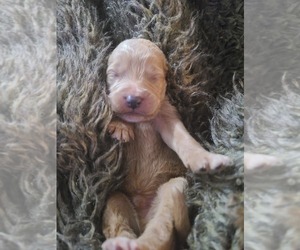 Labradoodle Puppy for sale in SALEM, OR, USA