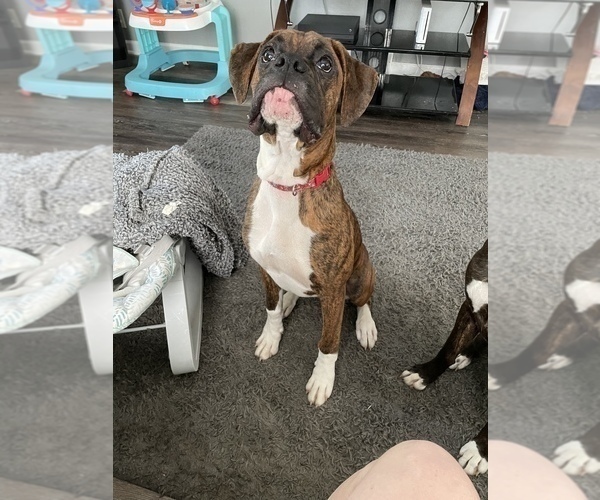 Medium Photo #4 Boxer Puppy For Sale in KIMMELL, IN, USA