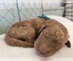 Puppy Puppy 5 Goldendoodle mix (+ Poodle Standard)