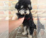 Havapoo Male 2 - Male Havapoo Puppy for Sale - Photo #3