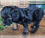 Small #9 Aussiedoodle