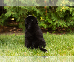 Small Photo #10 Bernese Mountain Dog Puppy For Sale in WOLCOTTVILLE, IN, USA