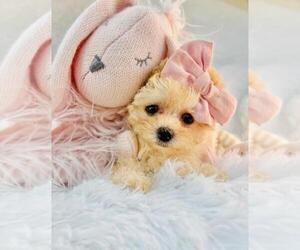 Poodle (Toy) Puppy for sale in MIAMI, FL, USA