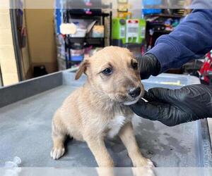 Mutt Dogs for adoption in Chula Vista, CA, USA