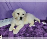 Small Photo #62 English Cream Golden Retriever Puppy For Sale in PEYTON, CO, USA