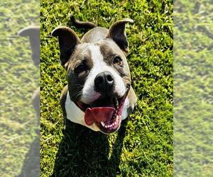 American Pit Bull Terrier-Unknown Mix Dogs for adoption in Grovetown, GA, USA