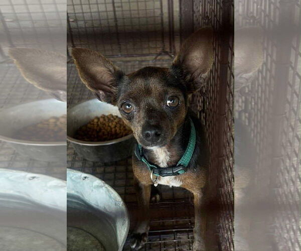 Medium Photo #2 Chihuahua-Unknown Mix Puppy For Sale in Grafton, WI, USA