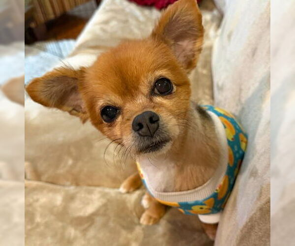 Medium Photo #17 Pomeranian-Unknown Mix Puppy For Sale in Arlington, VA, USA