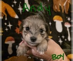 Small #10 Chizer