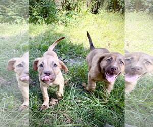 Rosalie- Belles & Beau Litter - Female American Staffordshire Terrier-Unknown Mix Dog for Adoption - Photo #3