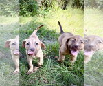 Small Photo #3 American Staffordshire Terrier-Unknown Mix Puppy For Sale in Holly Springs, NC, USA