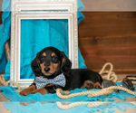 Small #1 Dachshund