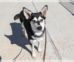 Siberian Husky Dogs for adoption in Denver, CO, USA