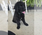 Small #7 Newfoundland