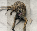 Small #1 Plott Hound-Rat Terrier Mix