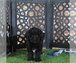 Klondike - Male Poodle (Miniature) Puppy for Sale - Photo #2