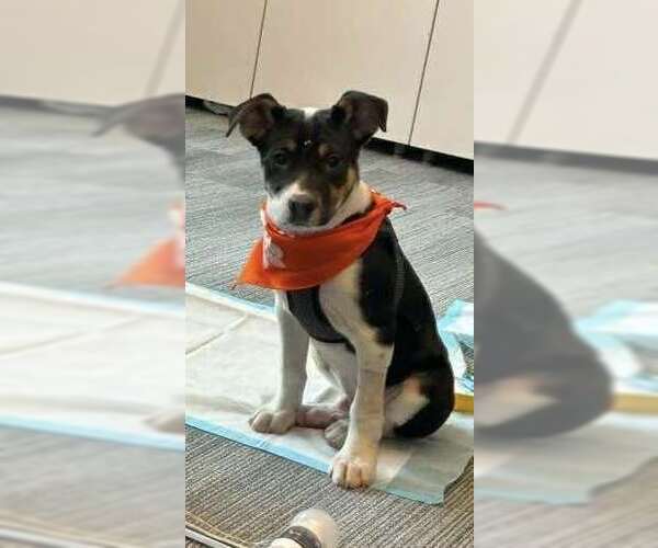 Medium Photo #15 Jack Russell Terrier-Unknown Mix Puppy For Sale in New York, NY, USA