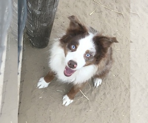 Miniature Australian Shepherd Puppy for sale in FORT MORGAN, CO, USA