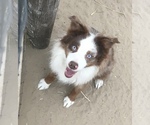 Small Miniature Australian Shepherd