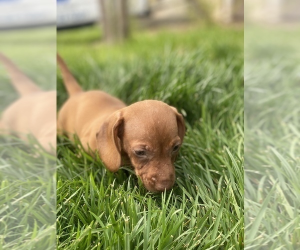 Medium Photo #4 Dachshund Puppy For Sale in VANCOUVER, WA, USA