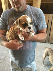 Bulldog Puppy for sale in STURGIS, MI, USA