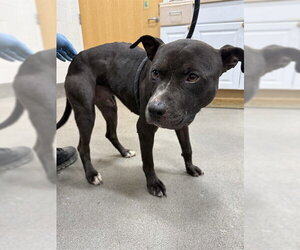 Mutt Dogs for adoption in Forestville, MD, USA