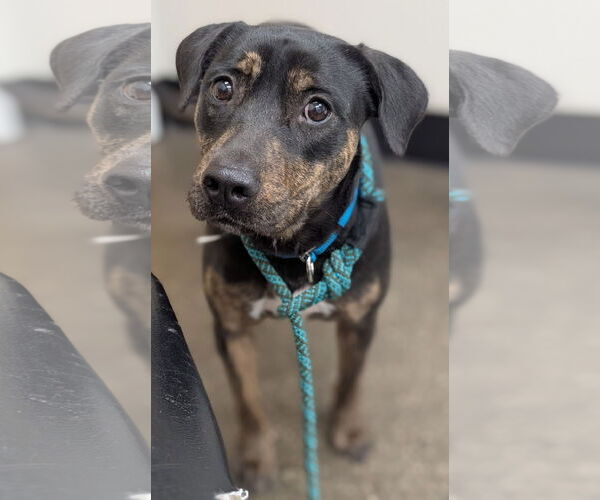 Medium Photo #3 Rottweiler-Unknown Mix Puppy For Sale in Hillsboro, NH, USA