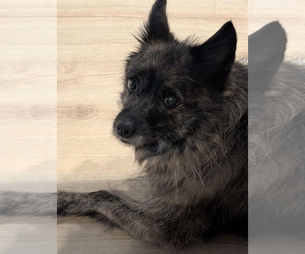 Medium Photo #3 American Eskimo Dog-Pembroke Welsh Corgi Mix Puppy For Sale in Aurora, CO, USA