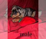 Small Photo #2 Harlequin Pinscher Puppy For Sale in EDWARDSBURG, MI, USA