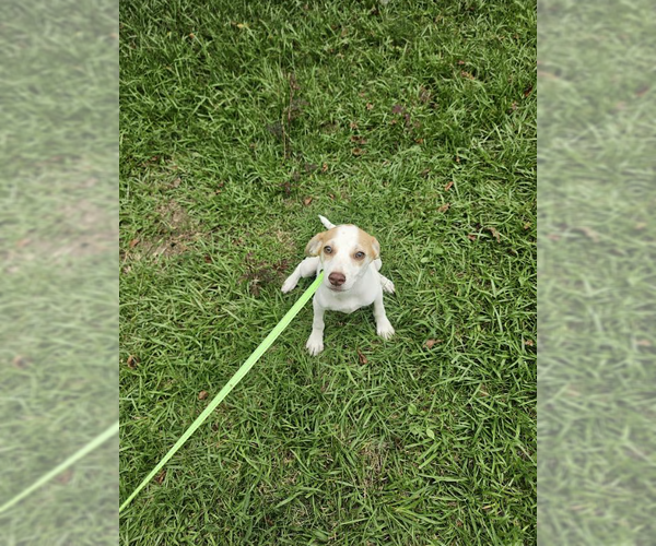 Medium Photo #2 Chiweenie Puppy For Sale in Cranston, RI, USA