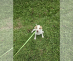 Small #1 Chiweenie