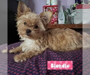 Yorkshire Terrier Puppy for sale in VALRICO, FL, USA