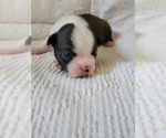 Small Photo #4 Boston Terrier Puppy For Sale in ELK GROVE, CA, USA